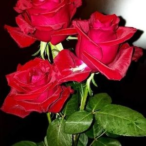 Meet your Posher, Ruchi